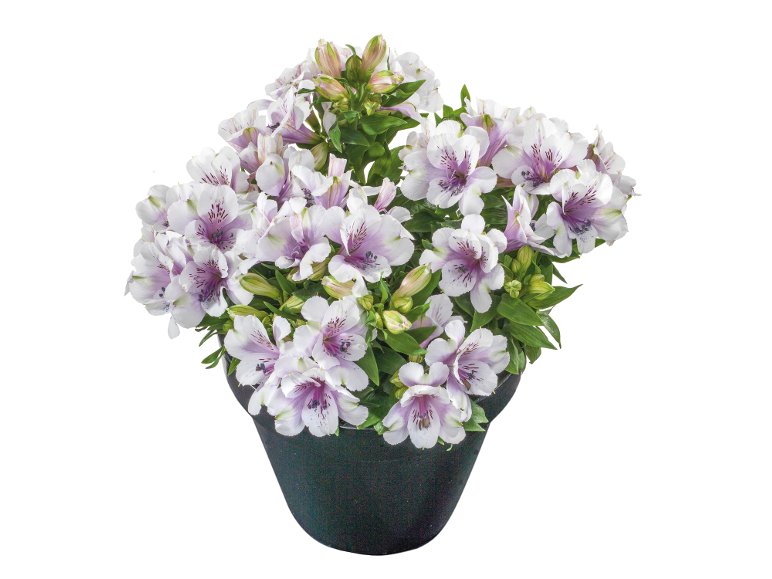Alstroemeria