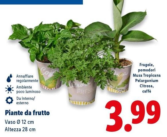Piante Da Frutto