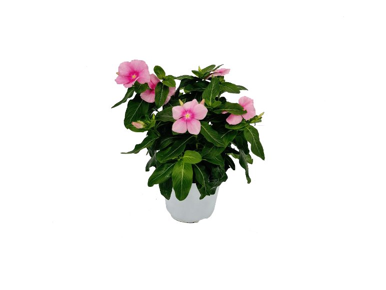 Vinca