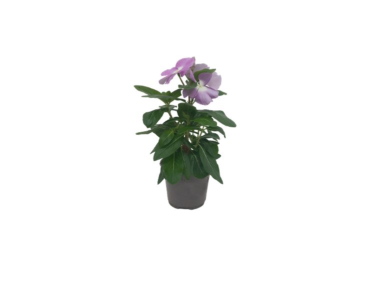 Vinca