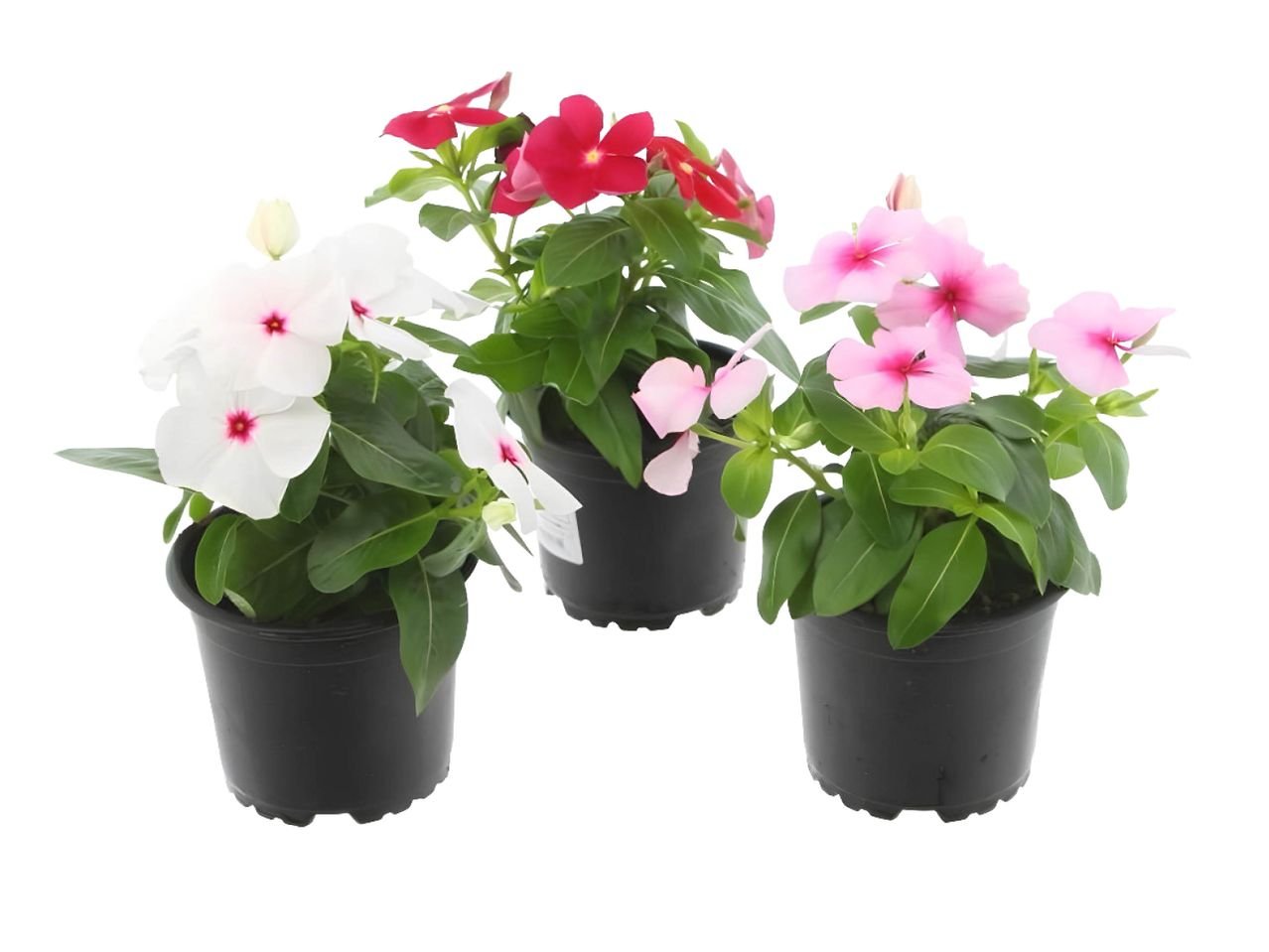 Mix di fiori estivi