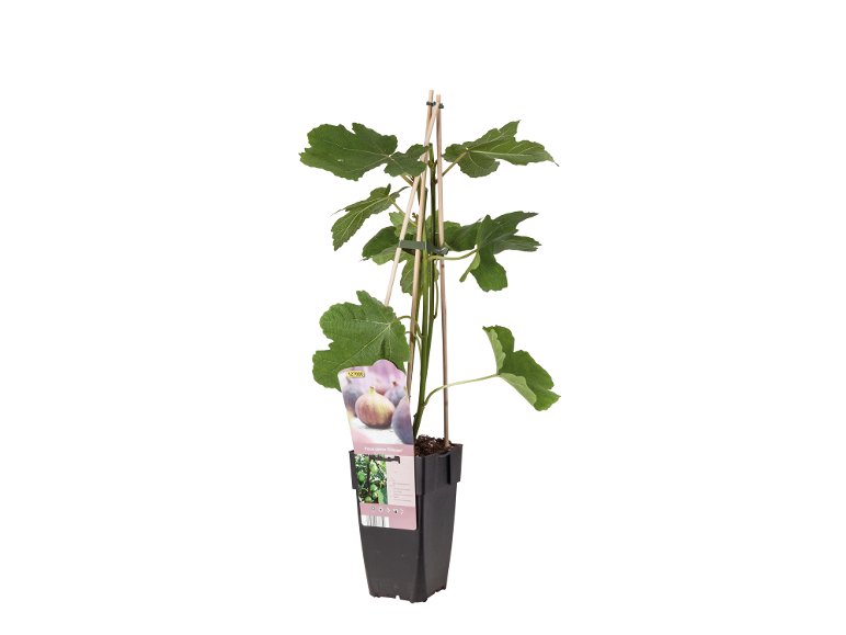 Ficus Carica
