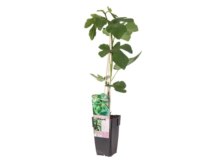 Ficus Carica