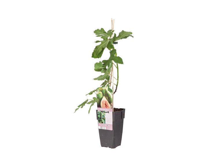 Ficus Carica