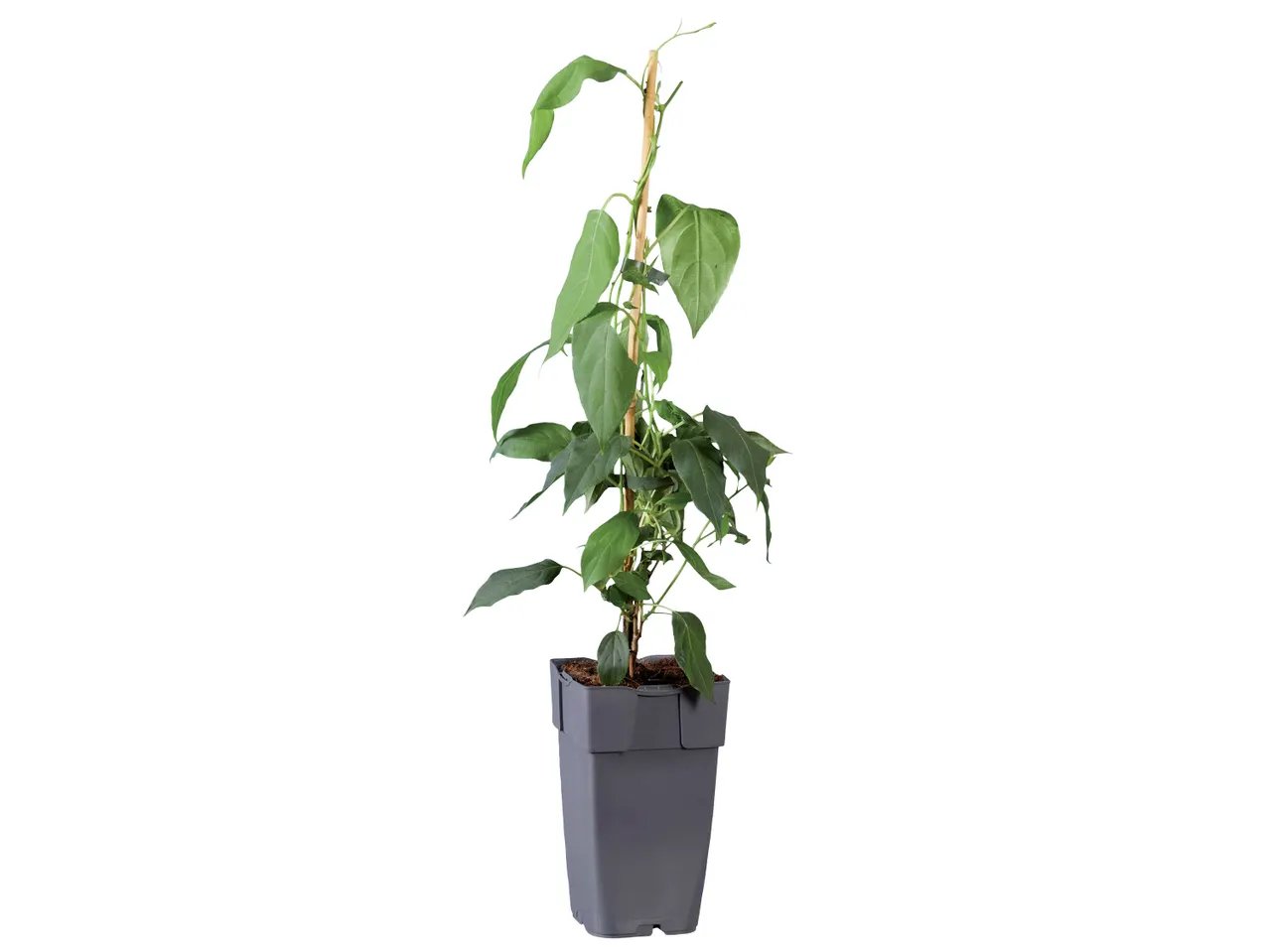 Piante di kiwi