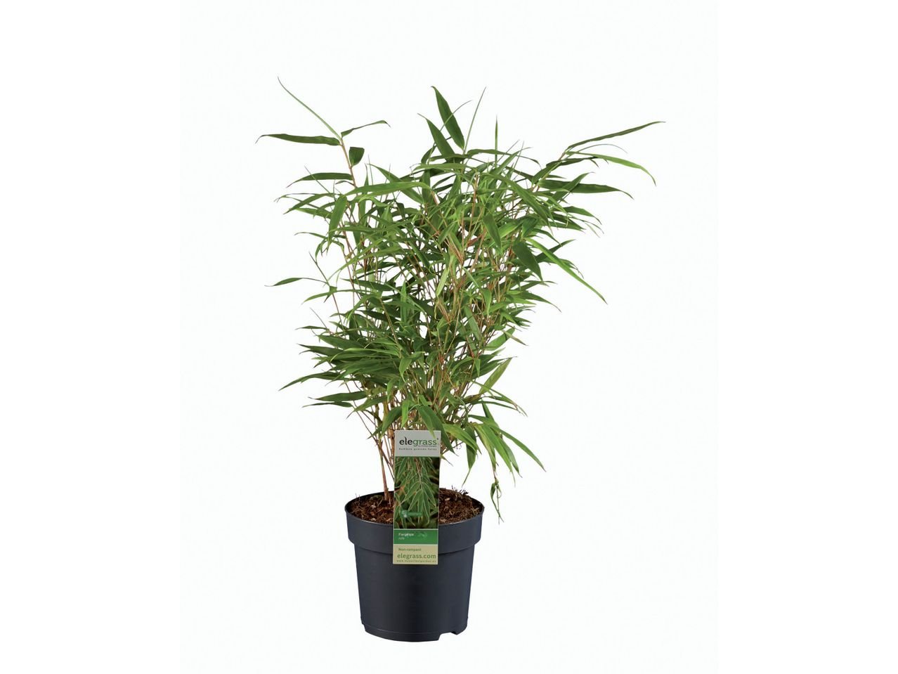 Bambù da giardino
