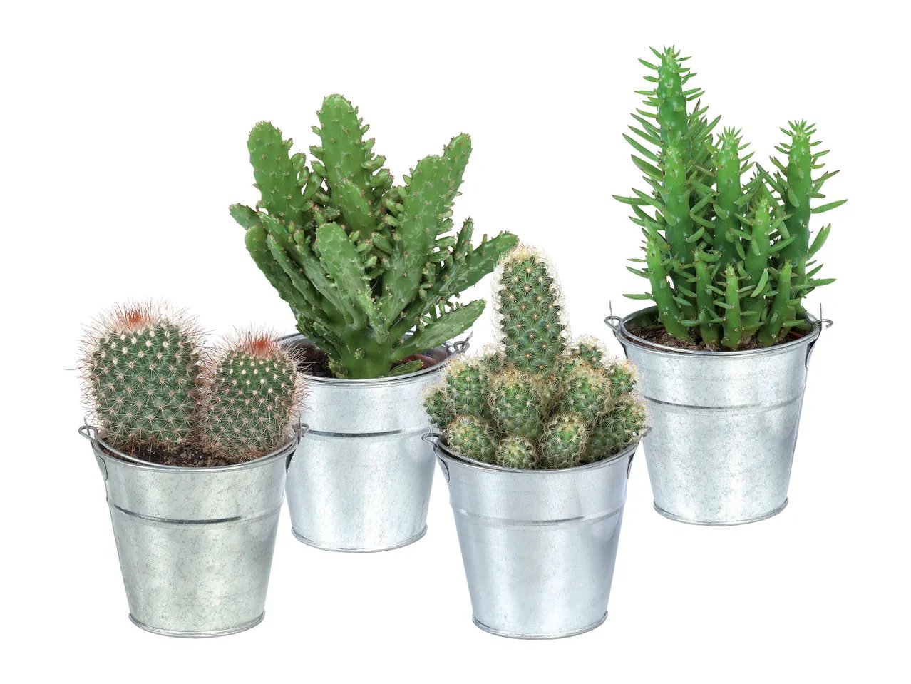 Cactus e succulente