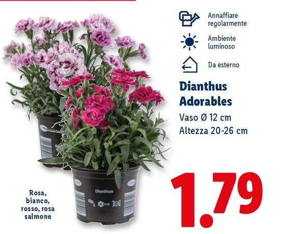 Dianthus Adorables