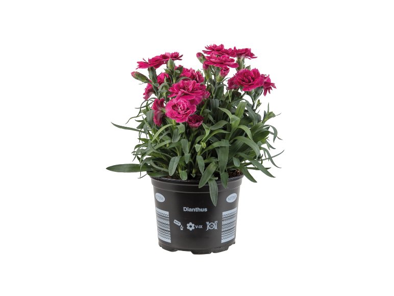 Dianthus Adorables