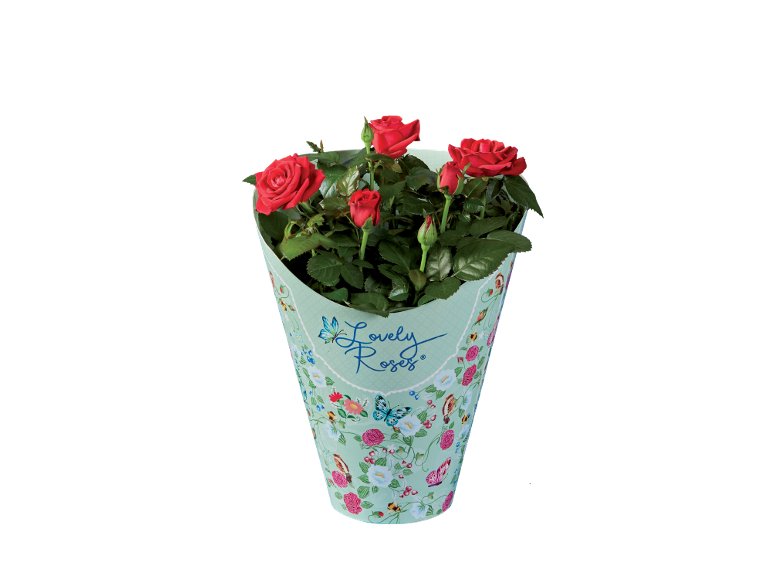 Rose ''Lovely Roses''