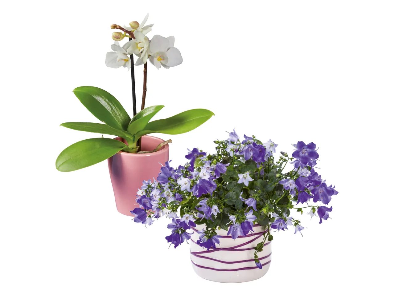 Piante da fiore