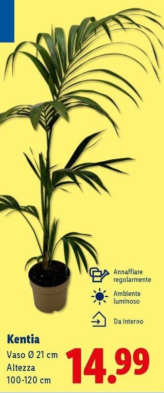 Kentia