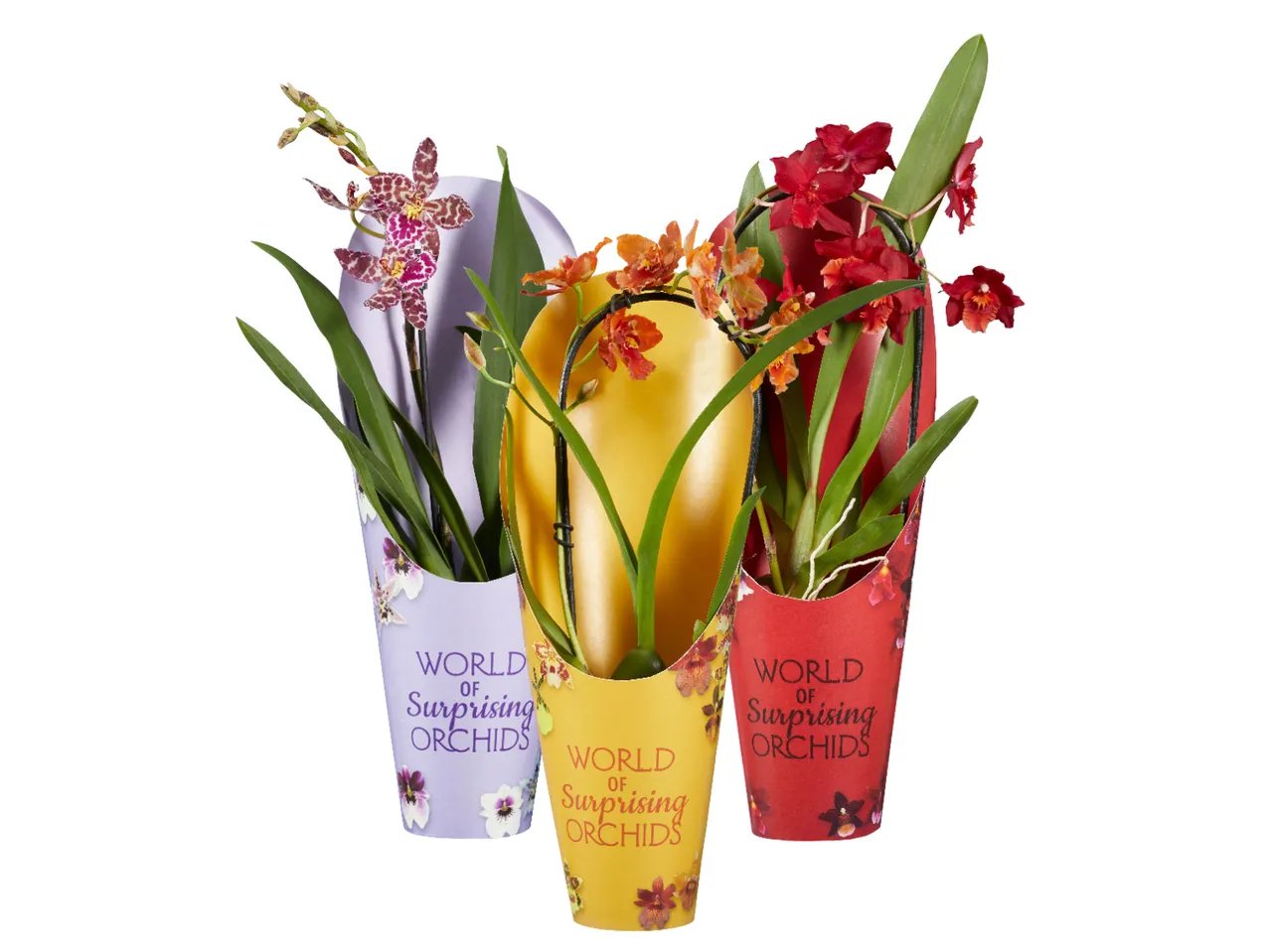 Orchidee colorate