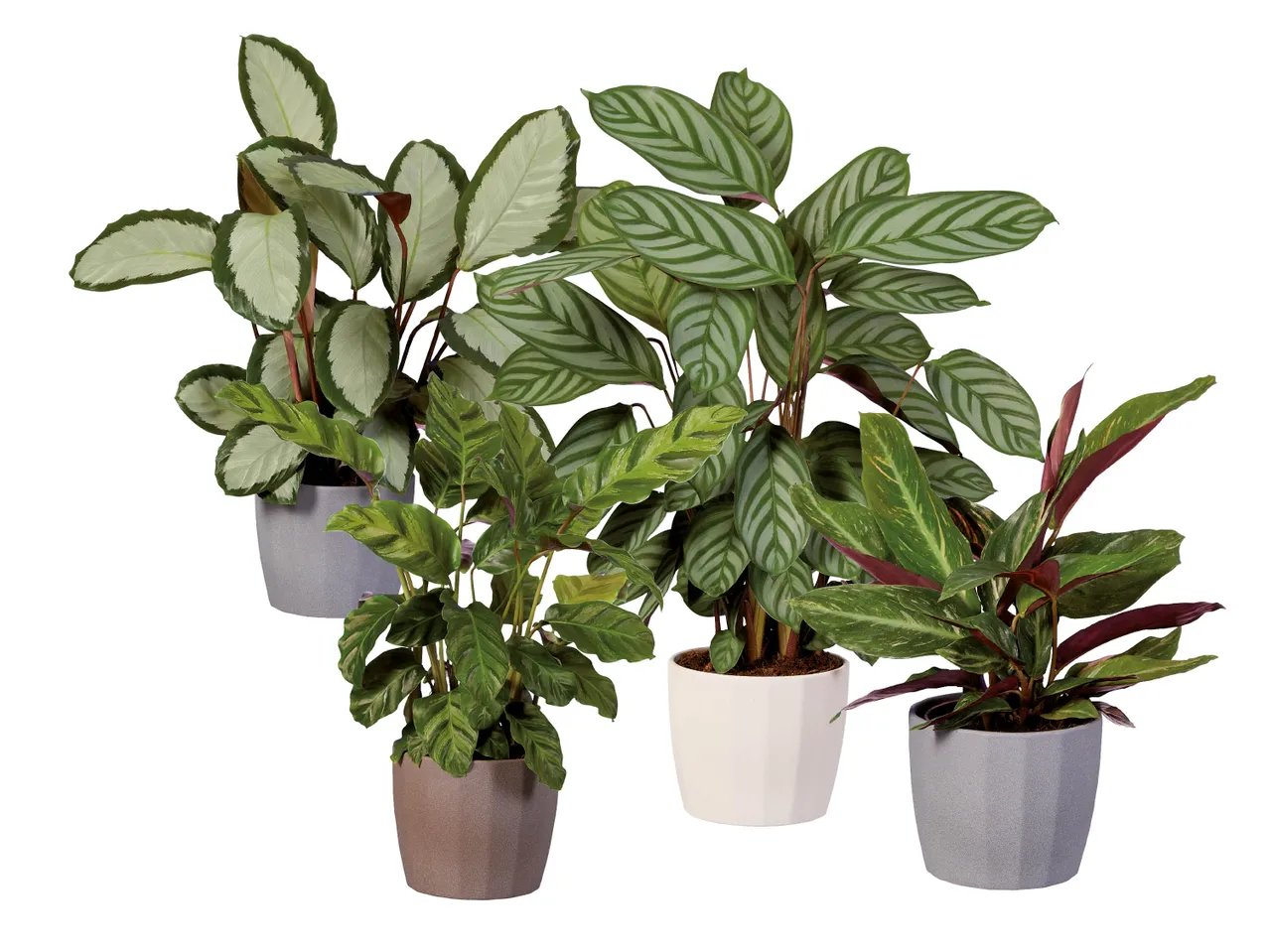 Calathea mix