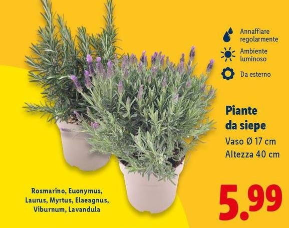 Piante Da Siepe