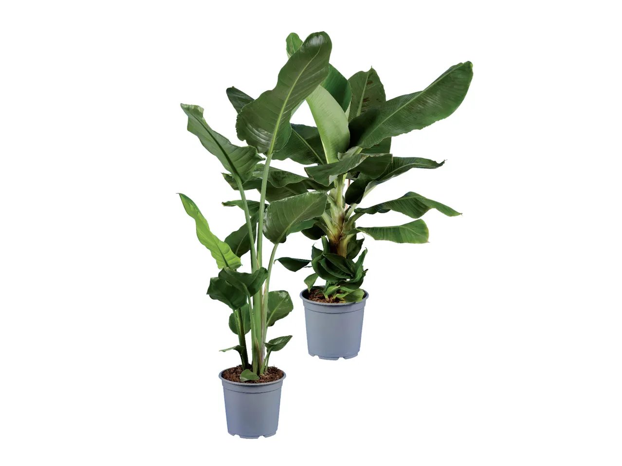 Strelitzia o banano