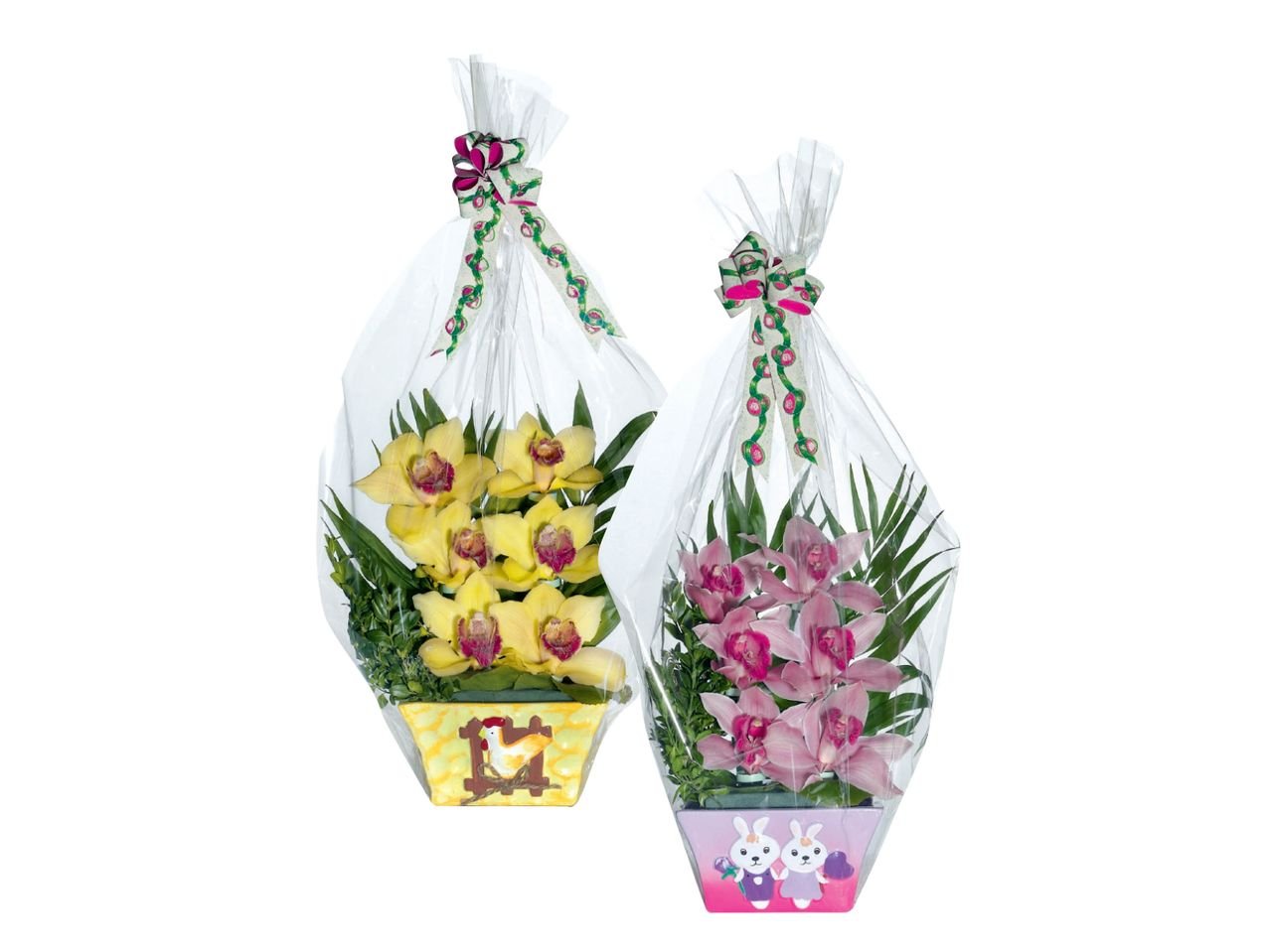 Orchidee