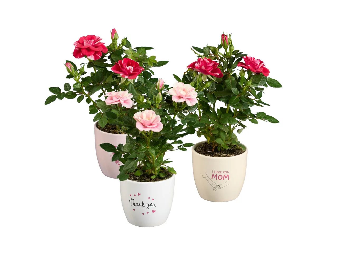 Rose mini