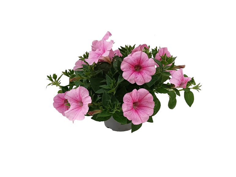 Petunia