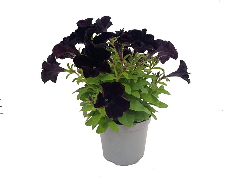 Petunia