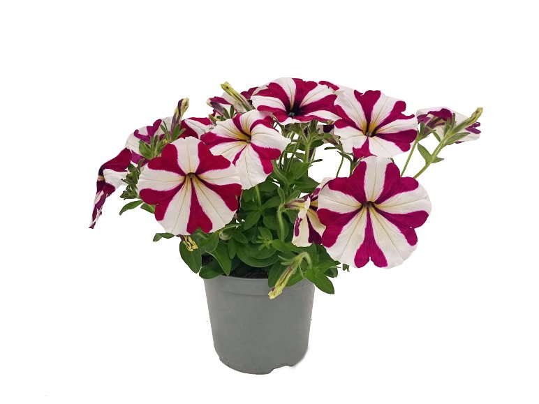 Petunia