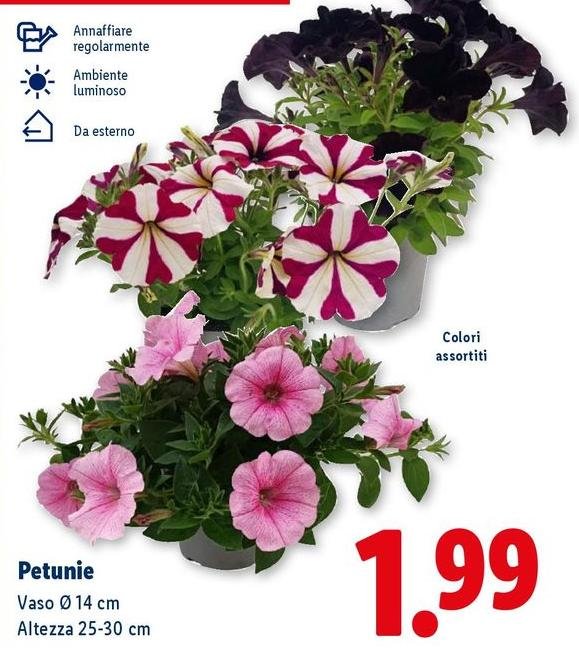 Petunie