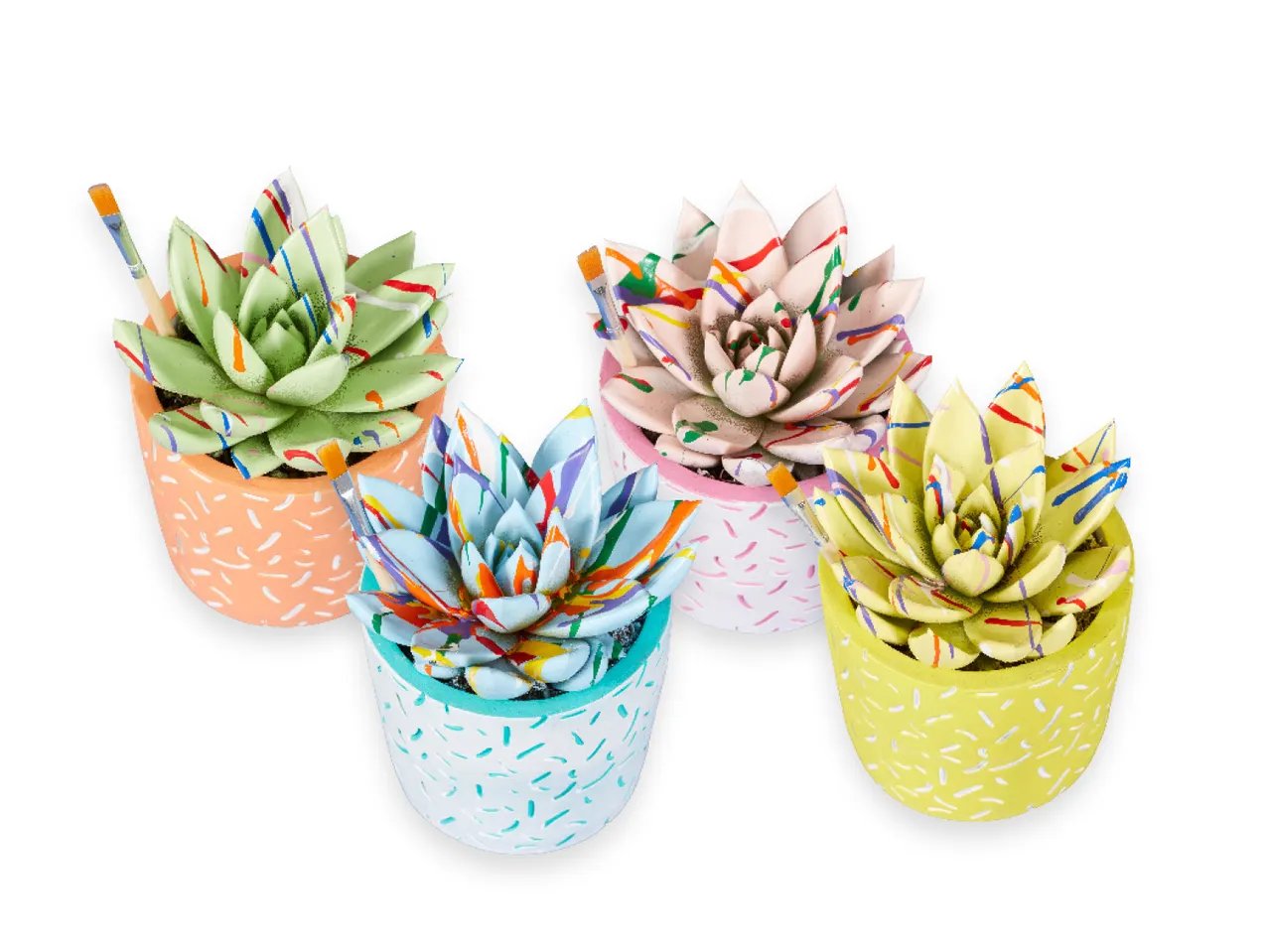 Echeveria