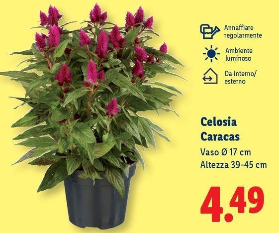 Celosia Caracas
