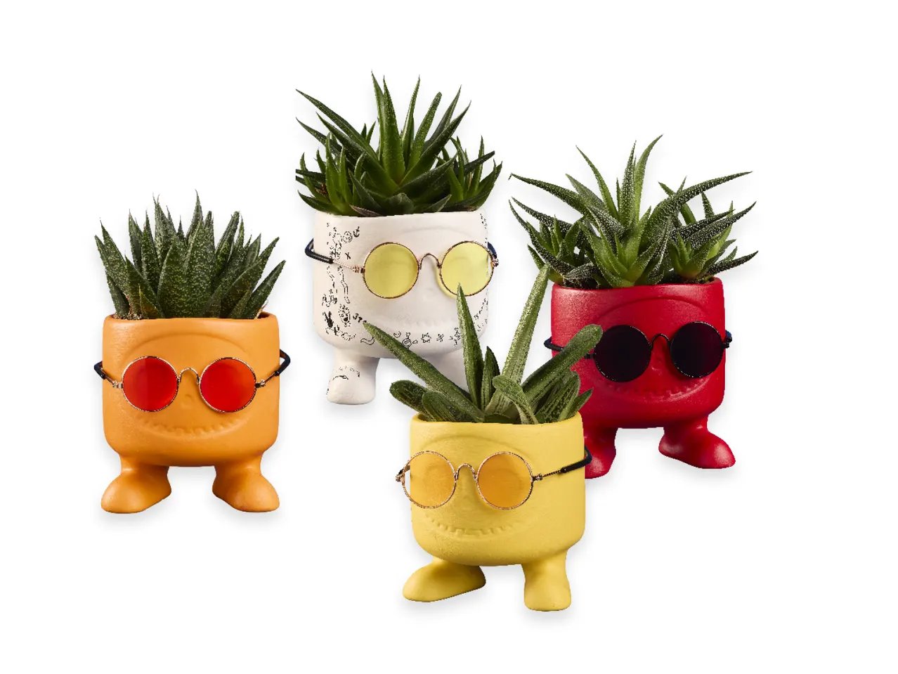 Succulents