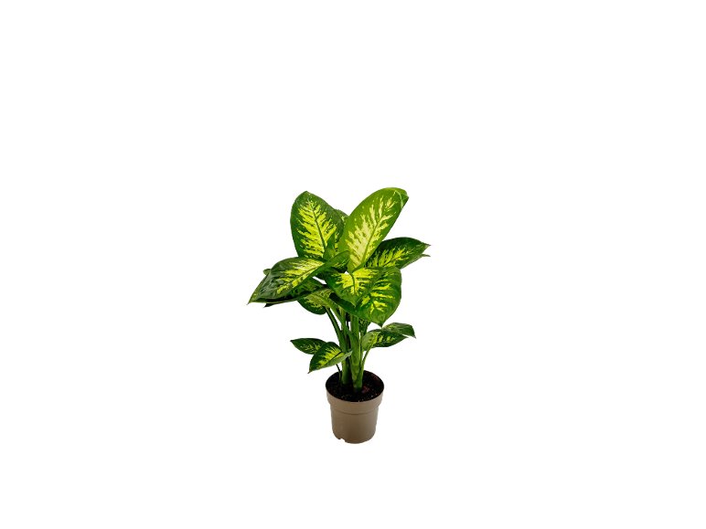 Piante verdi tropicali
