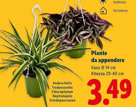 Piante Da Appendere
