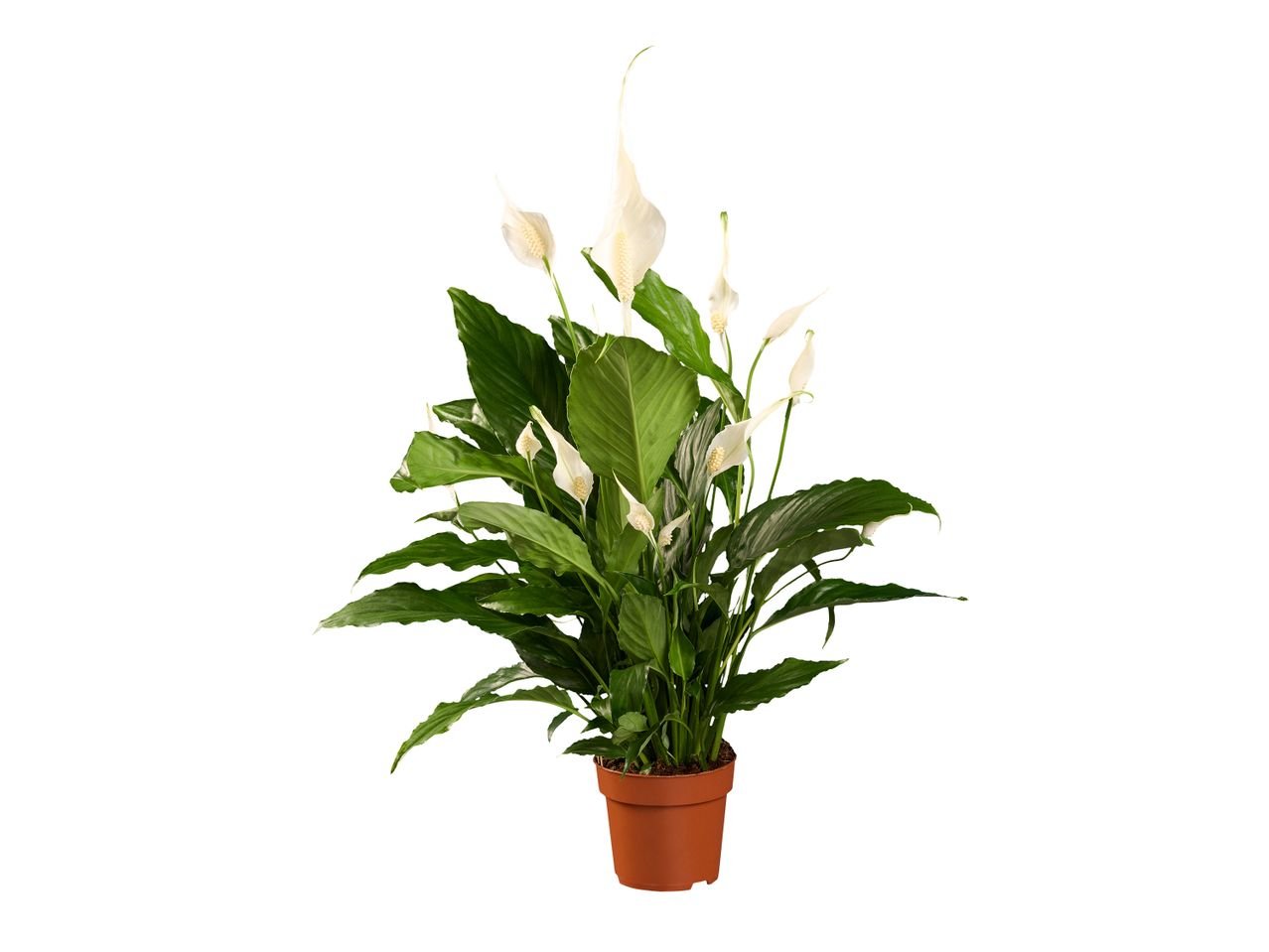 Spathyphyllum