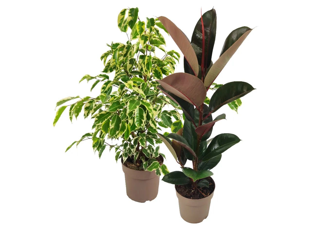 Ficus