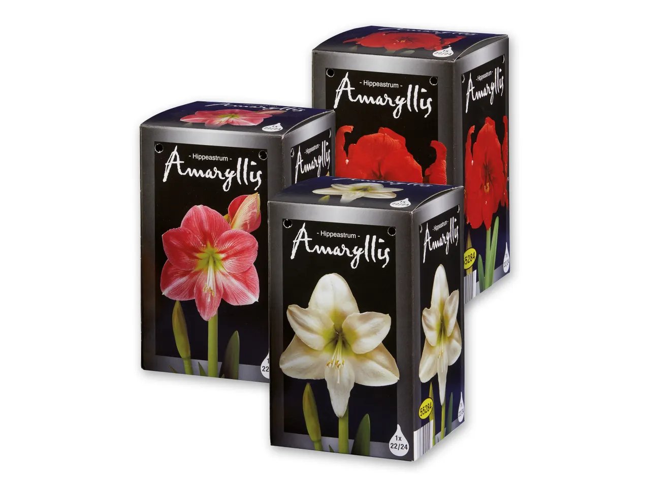 Bulbi di Amaryllis