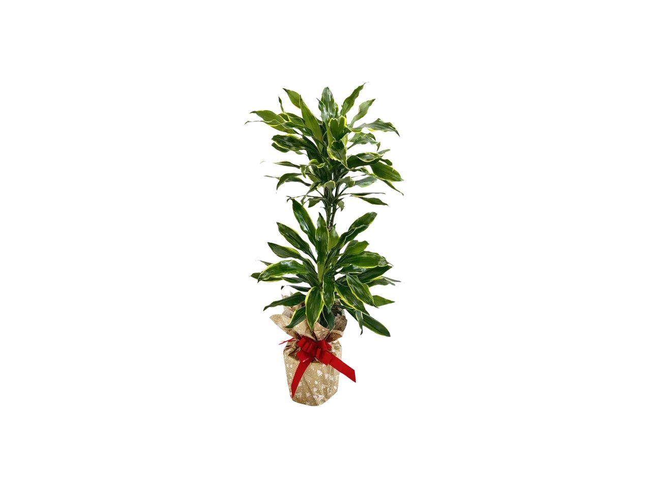 Piante verdi in confezione regalo
