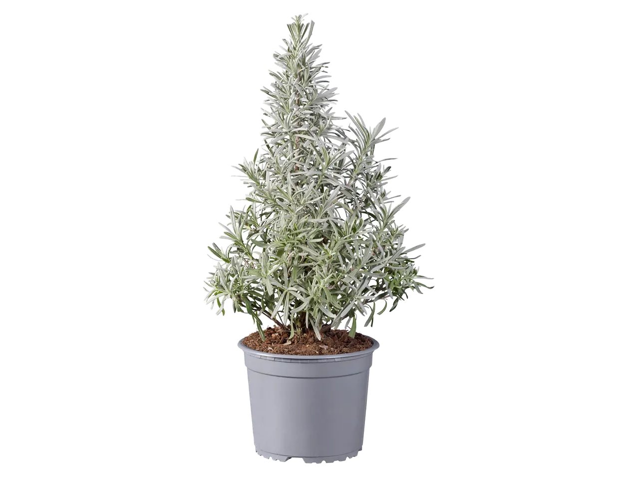Rosmarino o lavanda