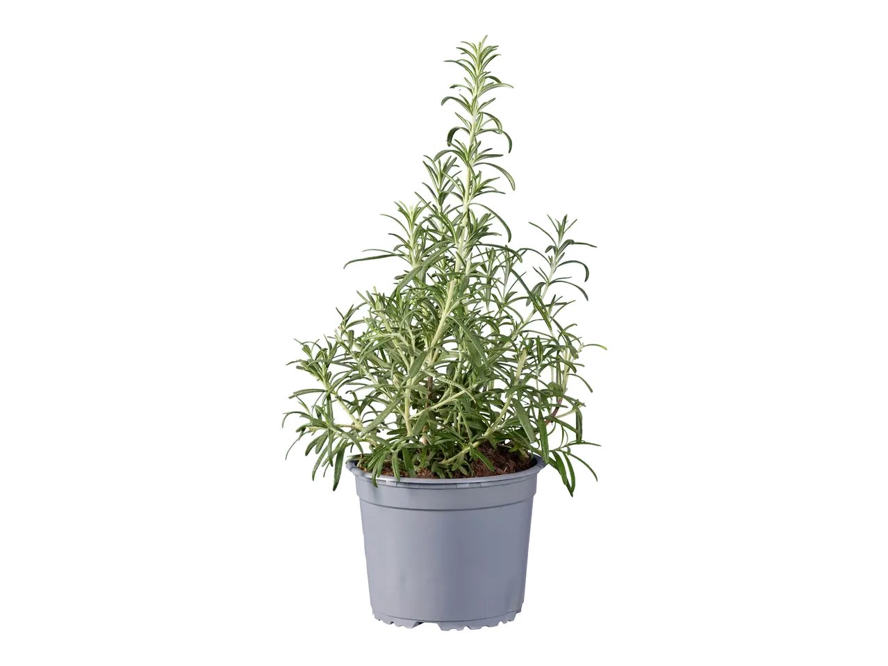 Rosmarino o lavanda