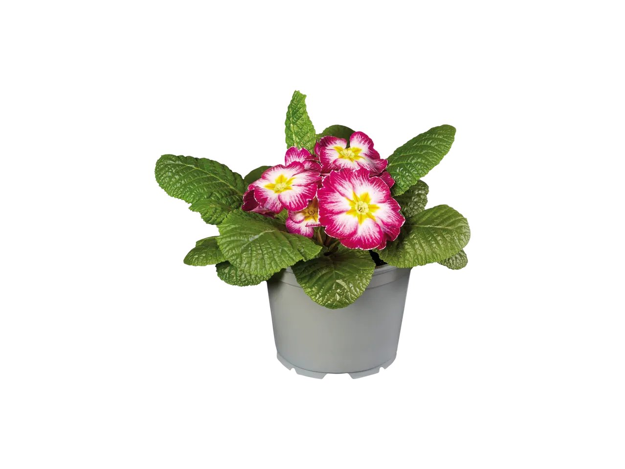 Primula XXL
