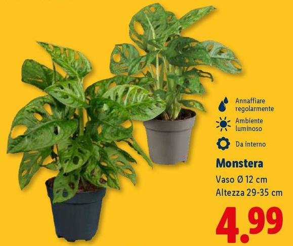 Monstera