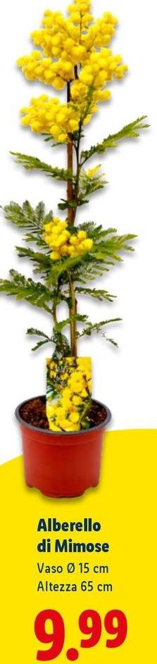 Alberello Di Mimose
