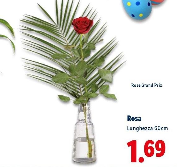Rosa
