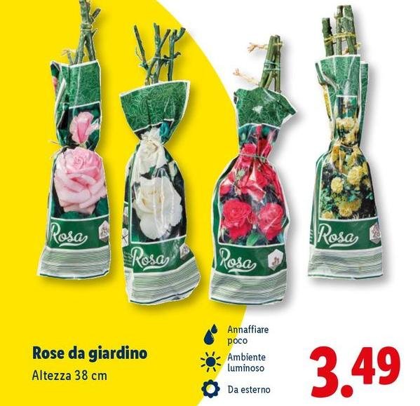 Rose Da Giardino