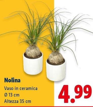 Nolina