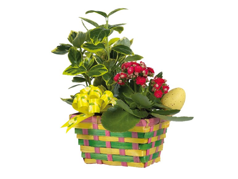 Cestino di Pasqua con piante fiorite