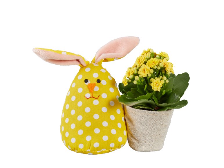 Coniglio o gallo di Pasqua con Kalanchoe