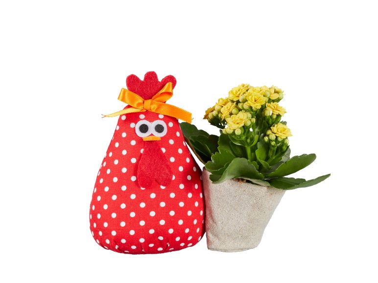 Coniglio o gallo di Pasqua con Kalanchoe