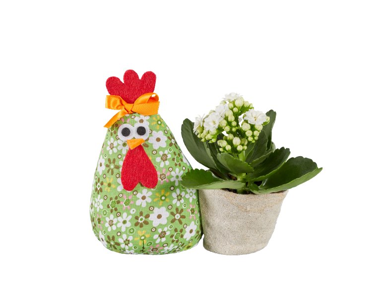 Coniglio o gallo di Pasqua con Kalanchoe