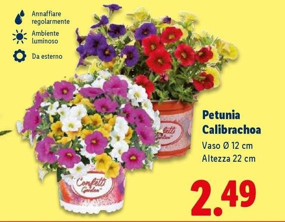 Petunia Calibrachoa