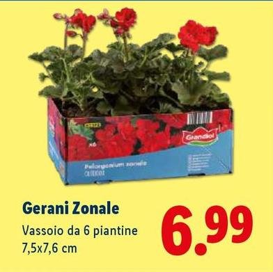 Gerani Zonale