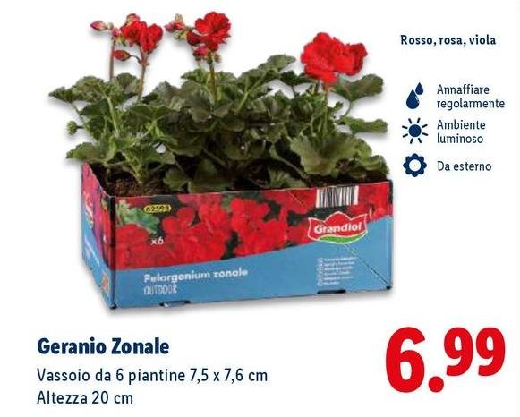 Outdoor - Geranio Zonale